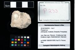 Foto (Objekt + Etikett) von Prosopon sp.  (NHMW-GEO-2014-0194-0233)